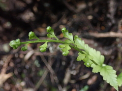 Asplenium appendiculatum