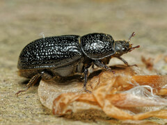 Sinodendron cylindricum