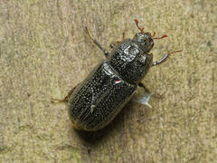 Sinodendron cylindricum