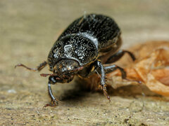 Sinodendron cylindricum