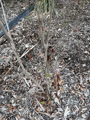 Myrcianthes fragrans