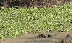 Limnobium laevigatum