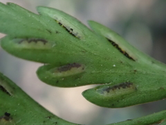 Asplenium appendiculatum
