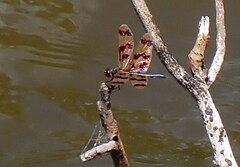 Rhyothemis graphiptera