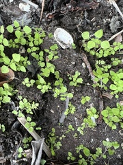 Parietaria floridana