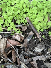 Parietaria floridana