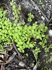 Parietaria floridana