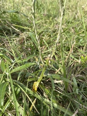 Pterocaulon virgatum