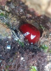 Actinia mediterranea