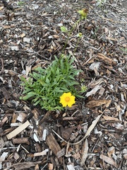 Coreopsis leavenworthii
