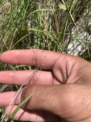 Panicum repens