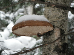 Fomitopsis betulina