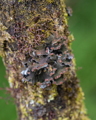 Erioderma