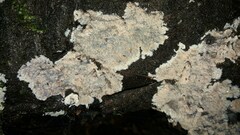 Phlebia rufa