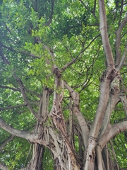Ficus benghalensis