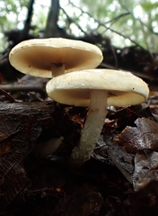 Limacella