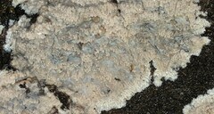 Phlebia rufa