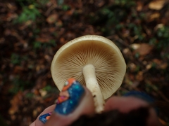 Limacella