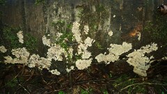 Phlebia rufa