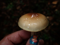 Limacella