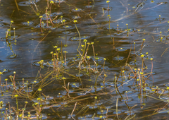 Ranunculus amphitrichus