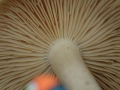 Limacella