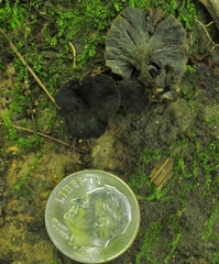 Craterellus calyculus