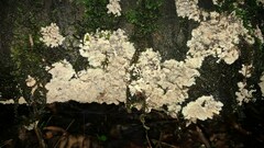 Phlebia rufa