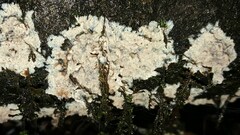 Phlebia rufa