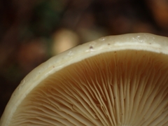 Limacella