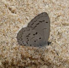 Celastrina lucia