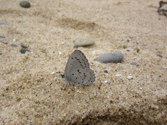 Celastrina lucia