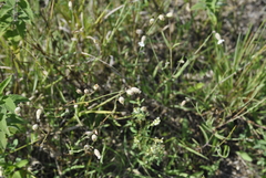 Silene vulgaris