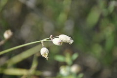 Silene vulgaris