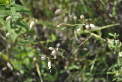 Silene vulgaris