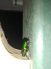 Ischiopsopha wallacei