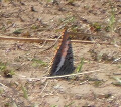 Charaxes saturnus