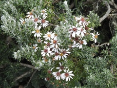 Linochilus rupestris