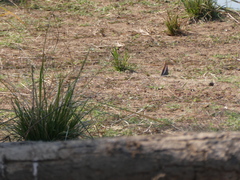 Charaxes saturnus