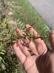 Sesbania vesicaria