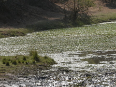 Limnobium laevigatum