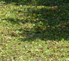 Limnobium laevigatum