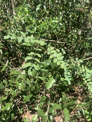 Sesbania vesicaria