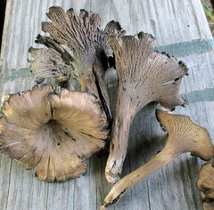 Craterellus