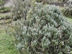 Linochilus rupestris