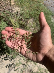Sesbania vesicaria