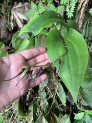 Pleurothallis