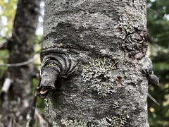 Parmeliopsis hyperopta