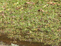 Limnobium laevigatum