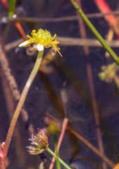 Ranunculus amphitrichus